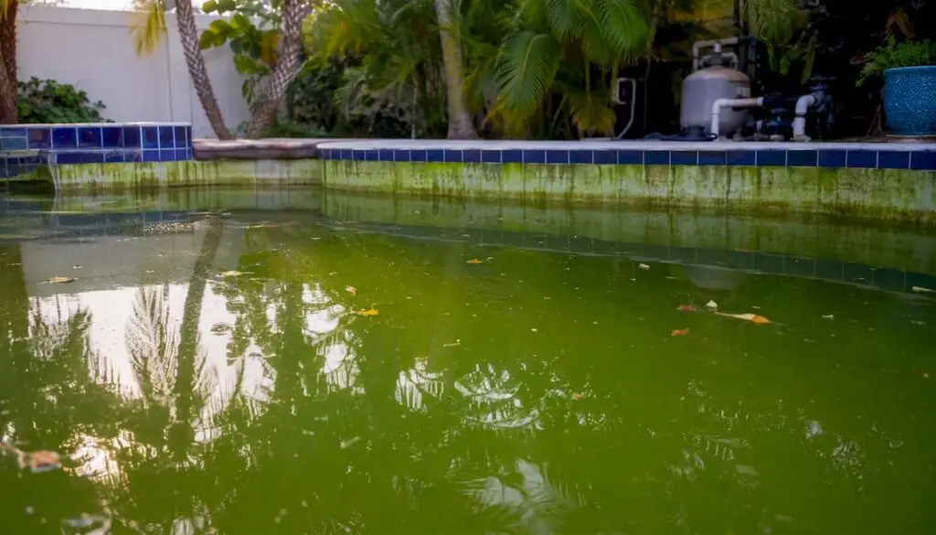 Cloudy pool water with algae-coated walls