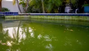 Cloudy pool water with algae-coated walls
