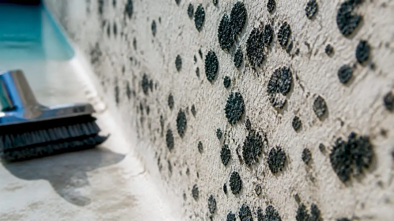 Black algae raised dark spots on pool surface